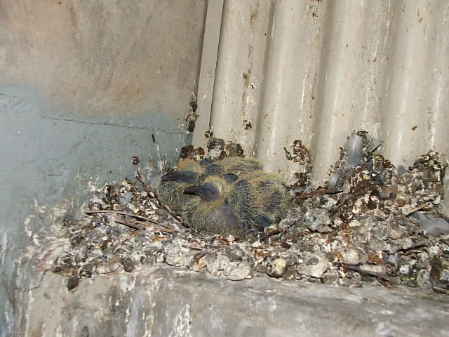 Allstate Bird and Animal COntrol, pigeon chicks in nest built of crap
